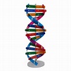 DNA Double Helix Model - SHOP THE NATION