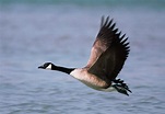 Goose | Anatomy, Migration & Behavior | Britannica