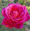 American Beauty Beloved Red Rose | Addilynn Ideas