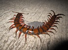 Amazonian giant centipede media - Encyclopedia of Life