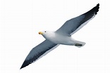 Gulls Seabird - Seabird seagull png download - 3872*2592 - Free ...