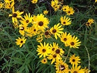 Florida Wildflowers: Narrowleaf Sunflower | Gardening in the Panhandle