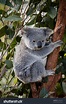 Koala In Gumtree Stock Photo 41803216 : Shutterstock