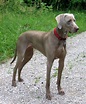 Weimaraner Dog Breed » Information, Pictures, & More