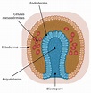 El Origen del Todo: Origen Embrionario de los Tejidos Humanos