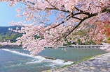 日本櫻花婚攝景點5大推介 | 附2023日本櫻花預測：大阪、東京、京都等滿開資訊 - 新浪香港