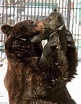 From Russia with love: The doting father bear who can't help cuddling ...