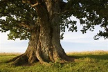 All You Need to Know About the Wise Oak Tree in Culture and History ...