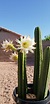 San Pedro cactus blooming for the first time! : r/plants