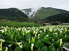 竹子湖花季限定春遊 芋你共享浪漫滿點花田餐桌 - 觸食旅