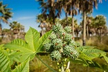 Tártago Paraguay Planta - Foto gratis en Pixabay - Pixabay