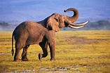 Elephant Facts, History, Useful Information and Amazing Pictures