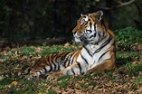 The Siberian Tiger,Panthera Tigris Altaica in the Zoo Stock Image ...