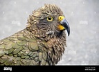 Kea bird, Nestor notabilis, only alpine parrot in the world and endemic ...