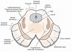 Brainstem III: The Midbrain (Organization of the Central Nervous System ...