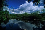 Día Mundial de los Bosques Tropicales: conoce la riqueza forestal del ...