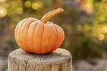 All Types of Pumpkins – The Ultimate Guide to 40 Varieties - Evergreen ...