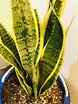 Benefits of Snake Plant: How to Grow and Care for Snake Plant - Lean Agro