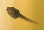 File:Litoria ewingii tadpole.jpg - Wikipedia