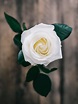 Rosa branca e Seu Significado Espiritual: 9 Mensagens no Espiritismo