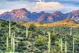 The Sonoran Desert - WorldAtlas