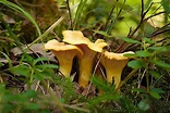 Tipos De Cogumelos Selvagens Comestíveis | Dicas & Curiosidades™