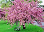 Mille Fiori Favoriti: Pink Saturday - Pink Trees