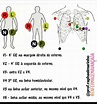 Pontos exatos dos eletrodos do ECG - Mapa Mental