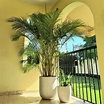 Jardinería: ¿Cómo cuidar una palma areca para que crezca RÁPIDO? - Panorama