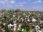 West Texas Cotton Free Photo Download | FreeImages