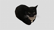 Maxwell the cat (Dingus) - Download Free 3D model by bean(alwayshasbean ...