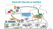 Odalis Velasquez-Parasitologia: Ciclo de vida Giardia lamblia
