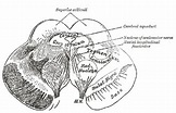 Ventral Tegmental Area (VTA) | Location, Structure, Function