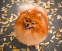 Red Pomeranian – All Things Dogs