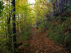 Un sentiero nel bosco Foto % Immagini| paesaggi, boschi e foreste ...