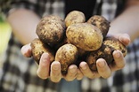 GMO Potatoes: Everything You Need to Know | GMO Answers