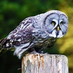 Great Grey Owl - Animal Corner
