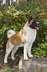 Akita Facts: 10 Things to Know About This Ancient Japanese Breed ...