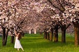 Il giardino dei ciliegi (the cherry orchard) Foto % Immagini| paesaggi ...