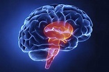 El tronco encefálico: Anatomía, estructuras y función