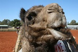 File:Camel Chewing.JPG