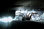 Mental Health 101: Understanding Arachnophobia - Insurdinary
