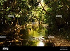 brook through luxuriant forest, Australia, Queensland, Daintree ...
