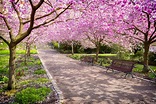 Ciliegi in fiore, panchine rosa e sculture giapponesi: il nuovo ...