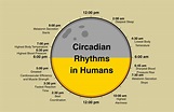 How to Understand and Take Advantage of The Circadian Rhythm