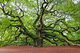 Live Oak - Description, Planting and Growing