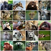 Reino Animalia: características, ejemplos, tipos