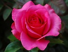 Beautiful Rose Flowers Images Free Download / 100 Rose Images Download ...