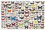 'Laminated Butterflies of the World Educational Science Chart Poster ...