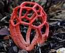 Clathrus ruber: All About The Basket Stinkhorn in 2021 | Stuffed ...